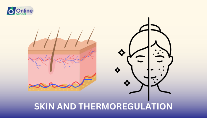 Lesson 05: Skin and Thermoregulation